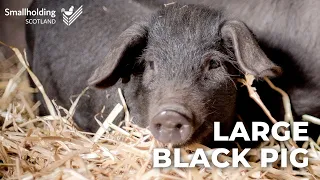 Large Black Pig - Livestock showcase - Scottish Smallholder Festival 2020