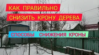 Как снизить высоту плодового дерева правильно?/.How to reduce the height of the tree crown?