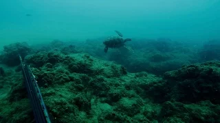 דייג בצלילה חופשית - לוקוס אירדי - 24.07.16 - Spearfishing Israel - Mottled Grouper