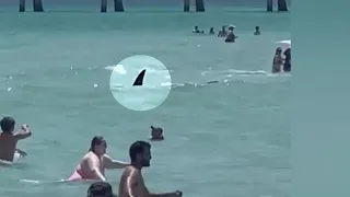 WATCH: Shark seen moving past swimmers at beach in Florida