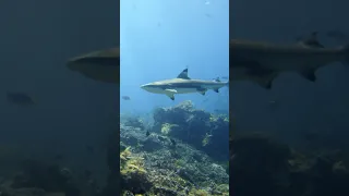 Blacktip reef shark cruising along reef @ Tatawa Kecil, Komodo