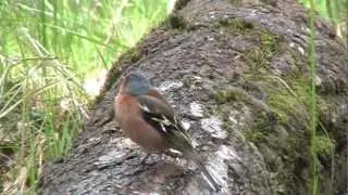 Zięba śpiewa/Finch sings (Fringilla coelebs)