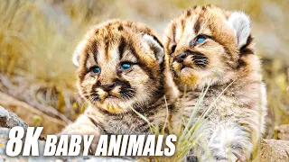 Baby Animals Collection in 8K TV HDR 60FS ULTRA HD