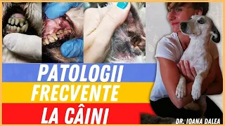 Afectiuni Frecvente la Caini - Medic Veterinar Ioana Dalea