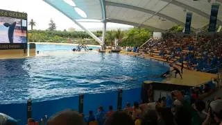 Le orche di Loro Park Tenerife