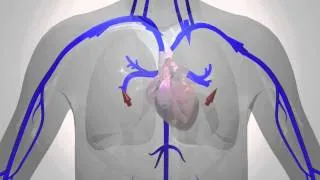 Blood Flow in the Human Body