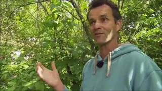 baumrausch  - Garten ohne Gärtner Teil 1 | NDR NaturNah