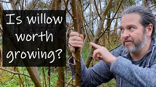 We tried growing willow for firewood, then discovered this!