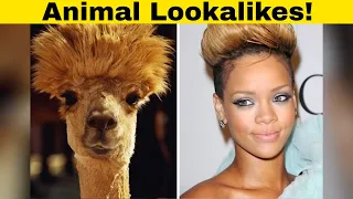 Hilarious Examples Of Animals That Look Like Celebs!