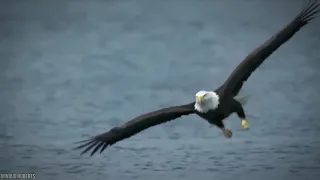 15 most deadliest eagle attacks in the world