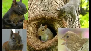 Videos For Cats To Watch Beautiful Birds, Squirrels, Rabbits, Chipmunks, Pigeons,