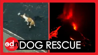 How DRONES are Rescuing Dogs on La Palma