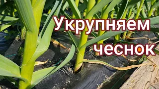 Укрупняем чеснок