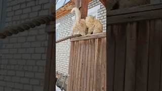 К Пикселю на утренник наведался папаша 😻 #cat