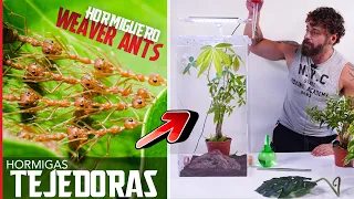 Criando Hormigas Tejedoras. Empiezo mi nuevo proyecto soñado | Weaver Ants. El Mundo de las hormigas