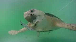 Sea Turtle Snacktime! What Do Sea Turtles Eat?