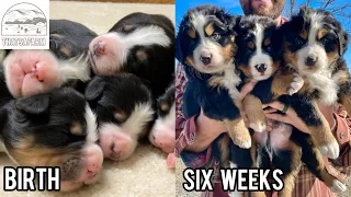 Bernese Mountain Dog Puppies From Birth To 6 Weeks