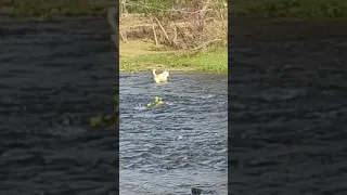 A legendary dog crossing river like Lion.,🦮