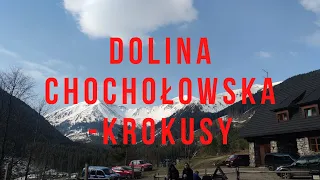 #24 Dolina Chochołowska - Krokusy, Grześ i Rakoń