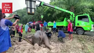 Baby elephant rescued from Thai manhole