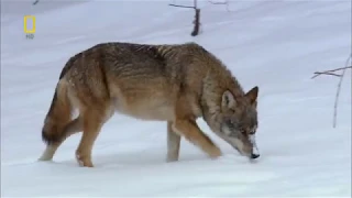 National Geographic: Дикая природа России / Wild Russia - Сибирь / Siberia