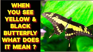 WHEN YOU SEE A YELLOW AND BLACK BUTTERFLY WHAT DOES IT MEAN ?