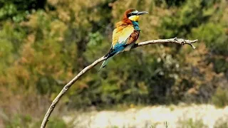 Abejarucos, el arcoiris viviente, cap 1