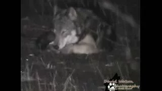 Alpha Female  wolf