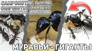 Кто лучше Camponotus Vagus ,Camponotus saxatilis или Camponotus japonicus