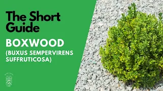 The Short Guide to the Boxwood (Buxus Sempervirens)