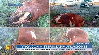 Subcrio Franco - Aparecio una vaca con misteriosas mutilaciones en Hasenkamp