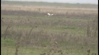 Costera mano a mano galgos vs liebres