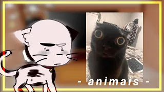 Animais domésticos reagindo a memes / gacha club/