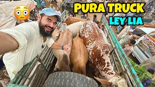 Adnan ko challenge dedia cow load karne ka 😂 4 janwar aur lelye 😍🐂