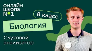 Слуховой анализатор. Видеоурок 9. Биология 8 класс