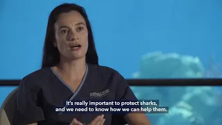 Sand Tiger Shark Story Part 2