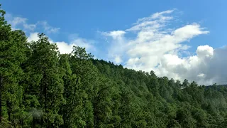 DÍA DEL ÁRBOL NACIONAL DE HONDURAS 2021 -- ALFONSO GUILLÉN ZELAYA AGZ