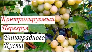 Контролируемый перегруз виноградного куста