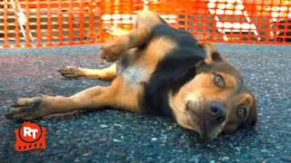 A Dog's Way Home - Hit by a Car Scene