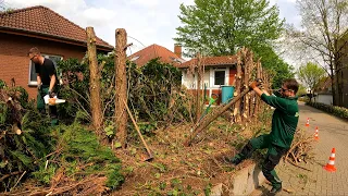 The HOMEOWNERS TRIED to Remove the NIGHTMARE Hedge on Their Own