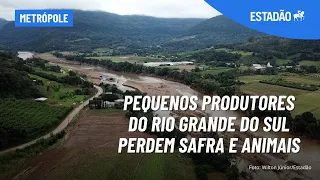 Pequenos produtores do Rio Grande do Sul perdem safra e animais: ‘está tudo morto’