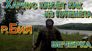 Хариус клюет как из пулемета _река Бия вечерка