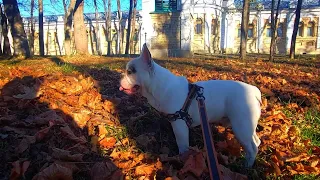 Ессентуки прогулка🐕 в парке Верхние Николаевские ванны