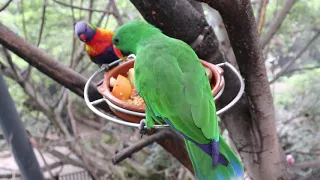 Cute and Funny Parrots at Loro Parque in Puerto de la Cruz, Tenerife