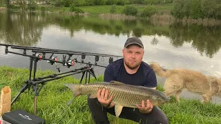 Дикі амури дають жару!Рибалка на дикій водоймі!