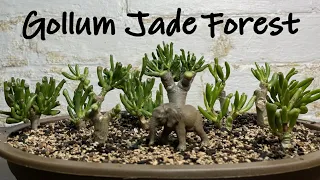 Making Gollum Jade Bonsai Forest || Bonsai Jade Forest