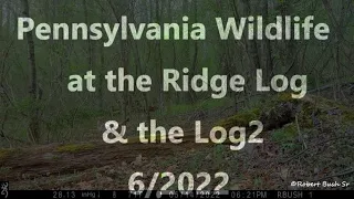 Pennsylvania Wildlife at the Ridge Log & the Log2   6/2022