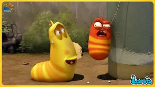 LARVA: NÀY KHÔNG GIAN BAO LA THUỘC VỀ CHO RIÊNG HAI TA - HOẠT HÌNH ẤU TRÙNG TINH NGHỊCH