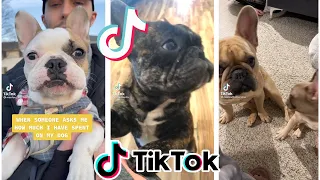 Cutest and Funniest French Bulldogs on TikTok | Frenchie Compilation