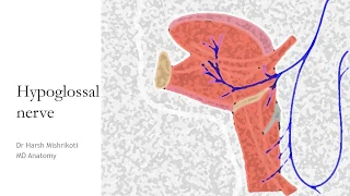 Hypoglossal nerve